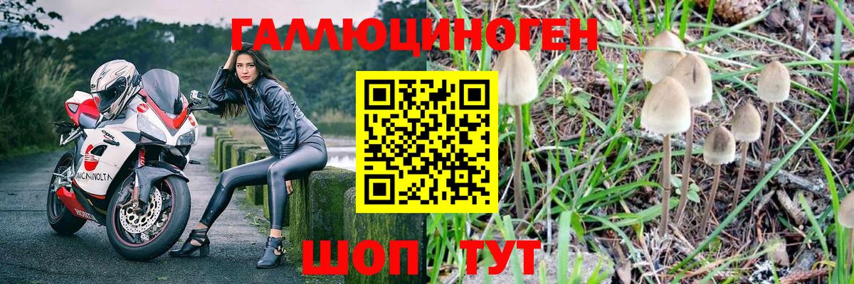 Галлюциногенные грибы Psilocybe Губкин