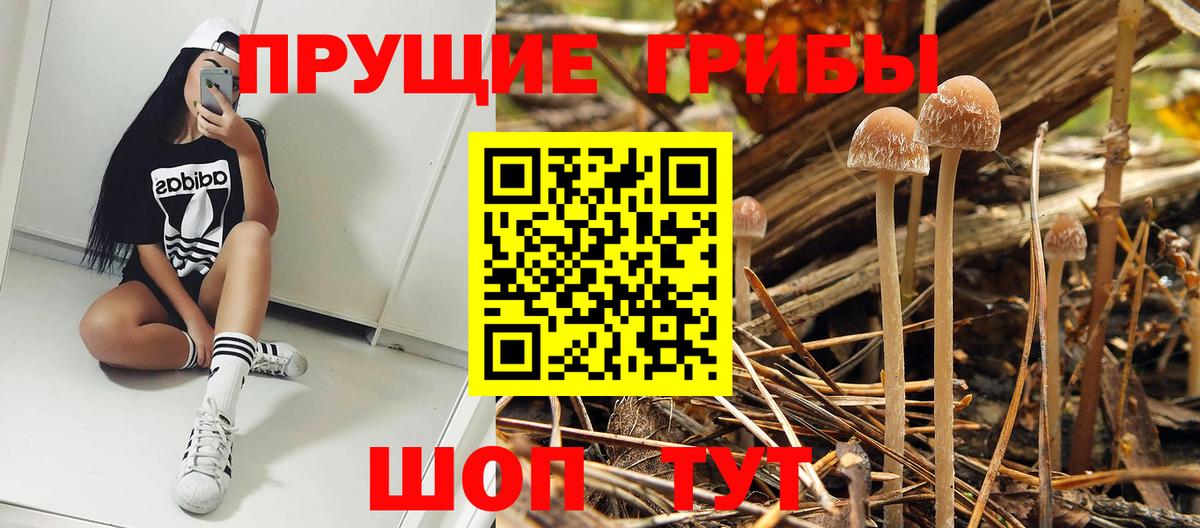 как найти закладки  Вход с VPN  Губкин  Галлюциногенные грибы GOLDEN TEACHER  Галлюциногенные грибы Psilocybine cubensis 